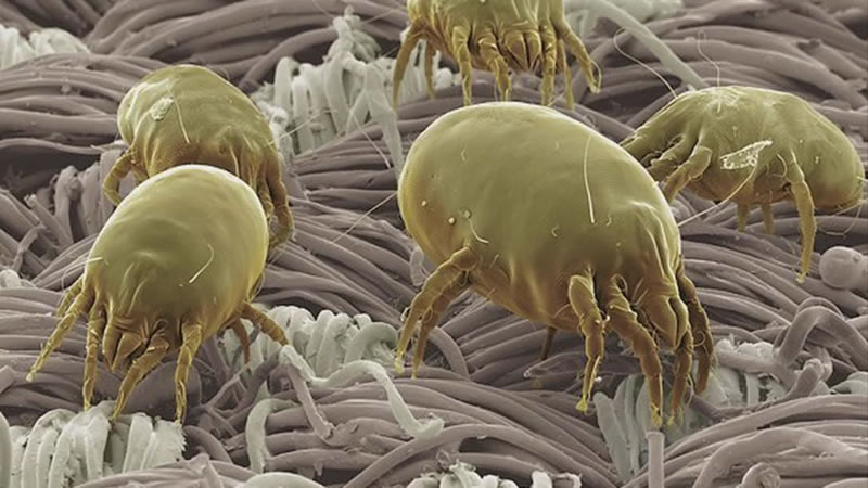 Dust Mites in Air Ducts Are a Serious Health Hazard